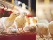 Pollitos recién nacidos sorprenden a la ciencia por tener capacidad del lenguaje que se creía exclusiva de los humanos