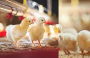 Pollitos recién nacidos sorprenden a la ciencia por tener capacidad del lenguaje que se creía exclusiva de los humanos