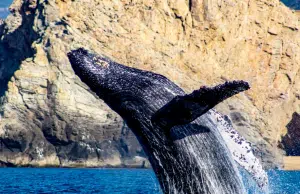 Los Cabos, la joya de México que combina desierto, mar y aventura