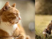 ¿A qué edad se considera a un gato y a un perro viejos? Los cuidados, comida y rutinas que cambian
