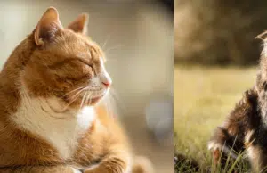 ¿A qué edad se considera a un gato y a un perro viejos? Los cuidados, comida y rutinas que cambian