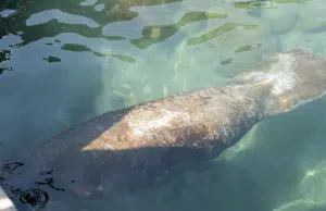 Manatí ‘Ciruelito’ regresó al mar tras más de un año de rehabilitación en Santa Marta