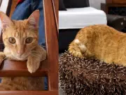 El legado de Frankie: familia convierte la despedida de su gato de 18 años en ayuda para animales rescatados en Bogotá