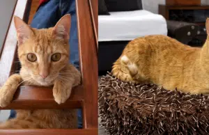 El legado de Frankie: familia convierte la despedida de su gato de 18 años en ayuda para animales rescatados en Bogotá