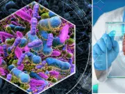 Identifican bacteria intestinal asociada con mejorar la fuerza muscular y aumentar la condición física