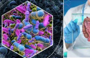 Identifican bacteria intestinal asociada con mejorar la fuerza muscular y aumentar la condición física