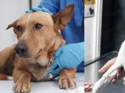 ¿Qué es el moquillo en perros y cuáles son los primeros síntomas? Así es la enfermedad mortal que ataca a las mascotas