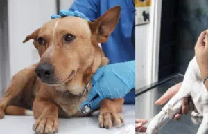 ¿Qué es el moquillo en perros y cuáles son los primeros síntomas? Así es la enfermedad mortal que ataca a las mascotas