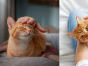 ¿Qué siente su gato cuando lo deja solo? Esto dice experta veterinaria