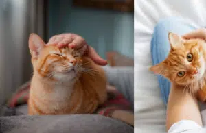 ¿Qué siente su gato cuando lo deja solo? Esto dice experta veterinaria