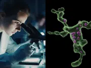 Científicos españoles descubren un ‘mecanismo’ biológico en células del sistema de defensa en el cerebro: se abren nuevas opciones en la fertilidad