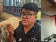 Veterinario comparte antídoto casero para casos de envenenamiento de perritos y gatos: ‘Una tortilla les salva la vida’