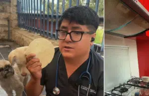 Veterinario comparte antídoto casero para casos de envenenamiento de perritos y gatos: ‘Una tortilla les salva la vida’