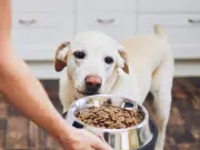 Cambio de alimento en mascotas: cuándo es necesario y cómo hacerlo sin afectar su salud