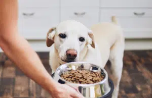 Cambio de alimento en mascotas: cuándo es necesario y cómo hacerlo sin afectar su salud