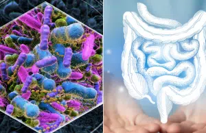 Científicos descubren que bacterias del intestino pueden anticipar problemas del corazón: hallan nueve moléculas en la sangre asociadas a infarto
