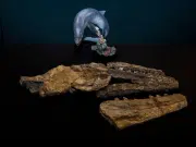 Identifican nueva especie de mosasaurio en el noreste de México: vivió hace 70 millones de años