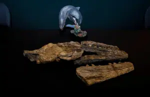 Identifican nueva especie de mosasaurio en el noreste de México: vivió hace 70 millones de años