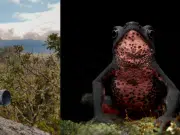 El viaje de un fotógrafo aficionado colombiano que le permitió retratar una rana en peligro de extinción y ganar un premio internacional