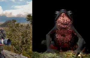 El viaje de un fotógrafo aficionado colombiano que le permitió retratar una rana en peligro de extinción y ganar un premio internacional