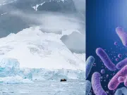 Microbios en la Antártida sobreviven a temperaturas extremadamente bajas