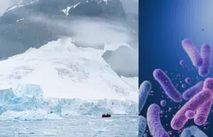 Microbios en la Antártida sobreviven a temperaturas extremadamente bajas