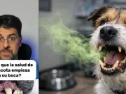 Veterinario advierte que el mal aliento en mascotas puede indicar enfermedades más graves: ‘No se soluciona con un snack dental’