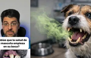 Veterinario advierte que el mal aliento en mascotas puede indicar enfermedades más graves: ‘No se soluciona con un snack dental’