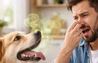 ¿Por qué el aliento de su perro huele a pescado y cuándo acudir al veterinario?