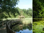Vía Parque Isla Salamanca, la reserva natural que atraviesa el Caribe colombiano y alberga manglares y el único ‘aeropuerto de aves’