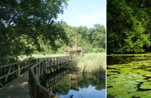 Vía Parque Isla Salamanca, la reserva natural que atraviesa el Caribe colombiano y alberga manglares y el único ‘aeropuerto de aves’