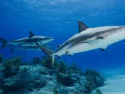 Drogas en el océano: tiburones de Bahamas dan positivo a cocaína, así como a otras sustancias, y científicos alertan sobre la contaminación humana