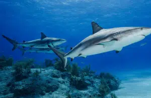 Drogas en el océano: tiburones de Bahamas dan positivo a cocaína, así como a otras sustancias, y científicos alertan sobre la contaminación humana
