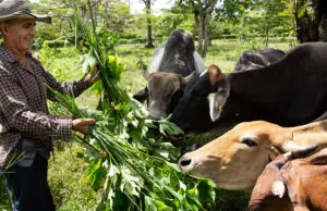El 90 % del suelo mundial podría degradarse en 2050: en Colombia varios proyectos piloto prueban que recuperarlo también puede ser rentable