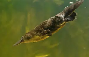 Descubren una nueva rareza en los ornitorrincos: su pelo tiene melanosomas huecos, un rasgo hasta ahora propio de las aves