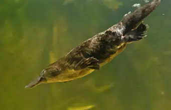 Descubren una nueva rareza en los ornitorrincos: su pelo tiene melanosomas huecos, un rasgo hasta ahora propio de las aves