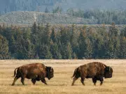 Gigantes que regeneran la tierra: los bisontes que están devolviendo la vida a las montañas de Rumanía
