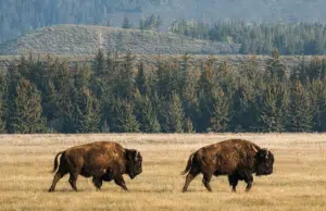 Gigantes que regeneran la tierra: los bisontes que están devolviendo la vida a las montañas de Rumanía