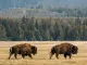 Gigantes que regeneran la tierra: los bisontes que están devolviendo la vida a las montañas de Rumanía