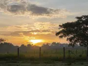 Hatos ganaderos de Casanare funcionan como ‘archipiélagos de biodiversidad’ si mantienen su modelo tradicional: albergan hasta 950 especies de plantas