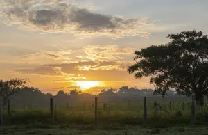 Hatos ganaderos de Casanare funcionan como ‘archipiélagos de biodiversidad’ si mantienen su modelo tradicional: albergan hasta 950 especies de plantas