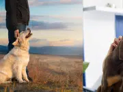 Nuevos tutores de mascotas contarán con asistencia digital para el cuidado preventivo mediante alianza estratégica