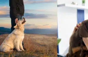 Nuevos tutores de mascotas contarán con asistencia digital para el cuidado preventivo mediante alianza estratégica