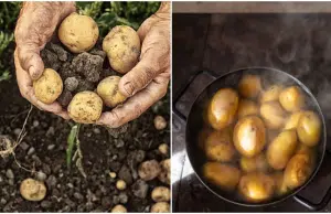 Papas con raíces: ¿cuándo es seguro cocinarlas y cuándo representan un riesgo?