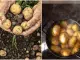 Papas con raíces: ¿cuándo es seguro cocinarlas y cuándo representan un riesgo?
