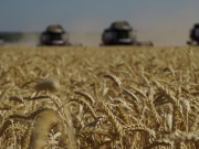 Aumentó 10,6 % importación de granos en 2025 alerta Fenalce