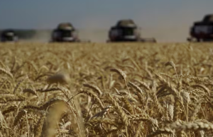Aumentó 10,6 % importación de granos en 2025 alerta Fenalce