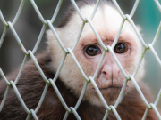Autoridades piden denunciar tráfico de fauna en Semana Santa