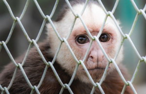 Autoridades piden denunciar tráfico de fauna en Semana Santa