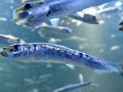 Calentamiento de los mares borra poblaciones de sardinas